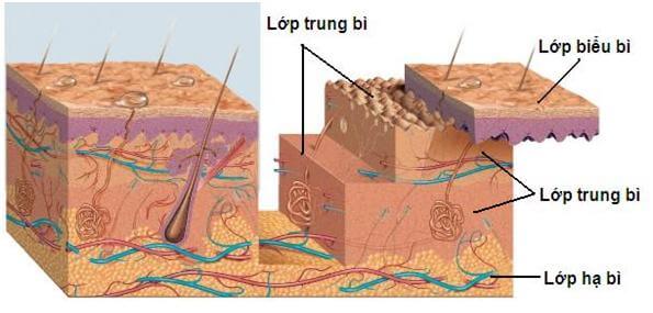 cấu trúc lớp trung bì