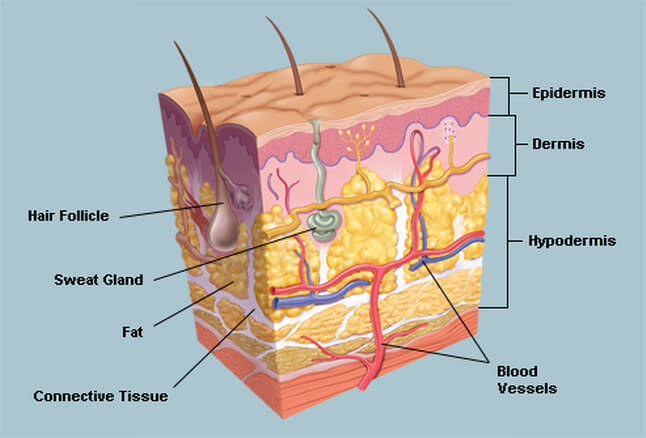 cấu trúc phần hạ bì